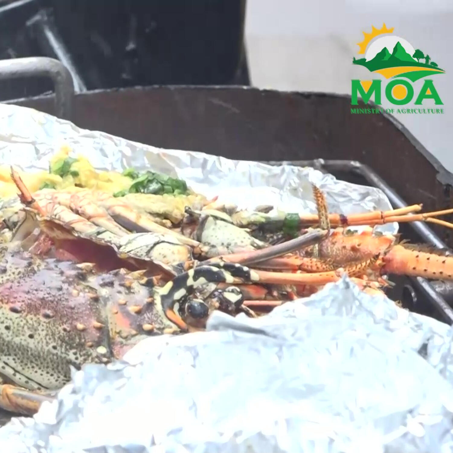 Seafood Festival 2025 episode artwork
