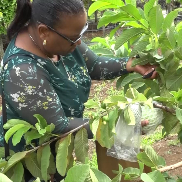 Dragon Fruit and Guava Varieties Harvested Under Seven Crops Project artwork