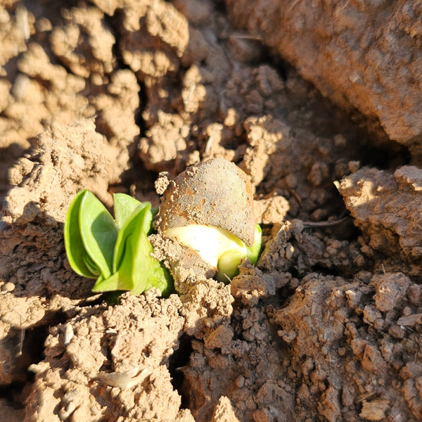 Top Agronomy Tips for High Yielding Faba Beans - Damian Jones, Research Manager Irrigation Farmers Network artwork