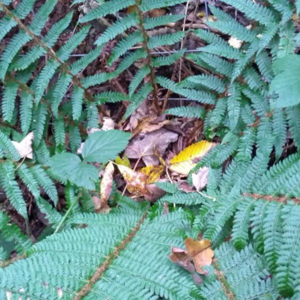 Mistys Mellow Mix - Show - November 2021 artwork