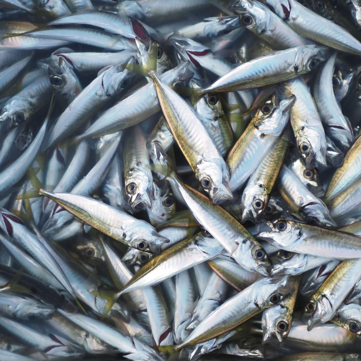 Naslouchejme Kristu, co máme dnes konat