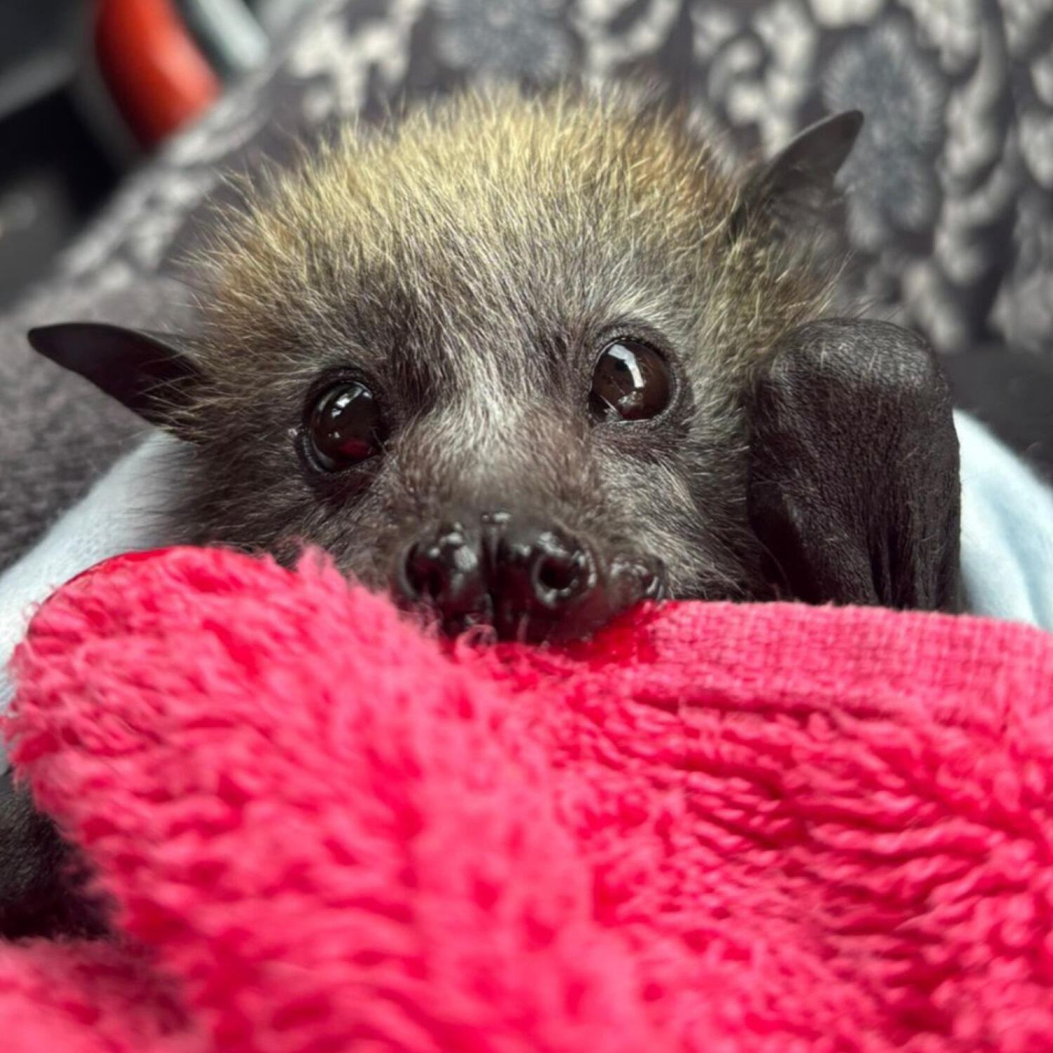 Feb 26: Heatwave devastates Brimbank bat colony episode artwork