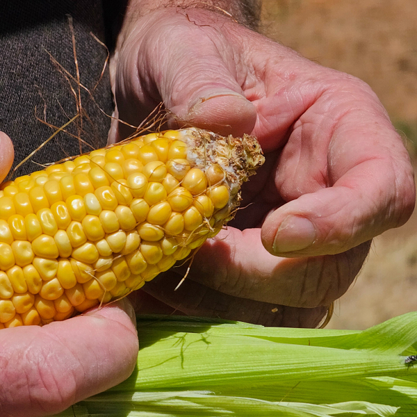 Luke Mancini, Origin Grain - Maize Marketing Options for 2024 artwork