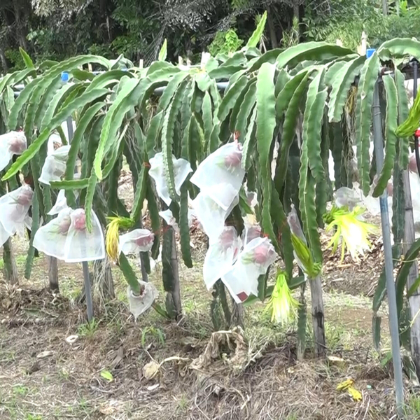 Taiwan Technical Mission and Department of Agriculture advance food security with Dragon Fruit and Guava harvest artwork