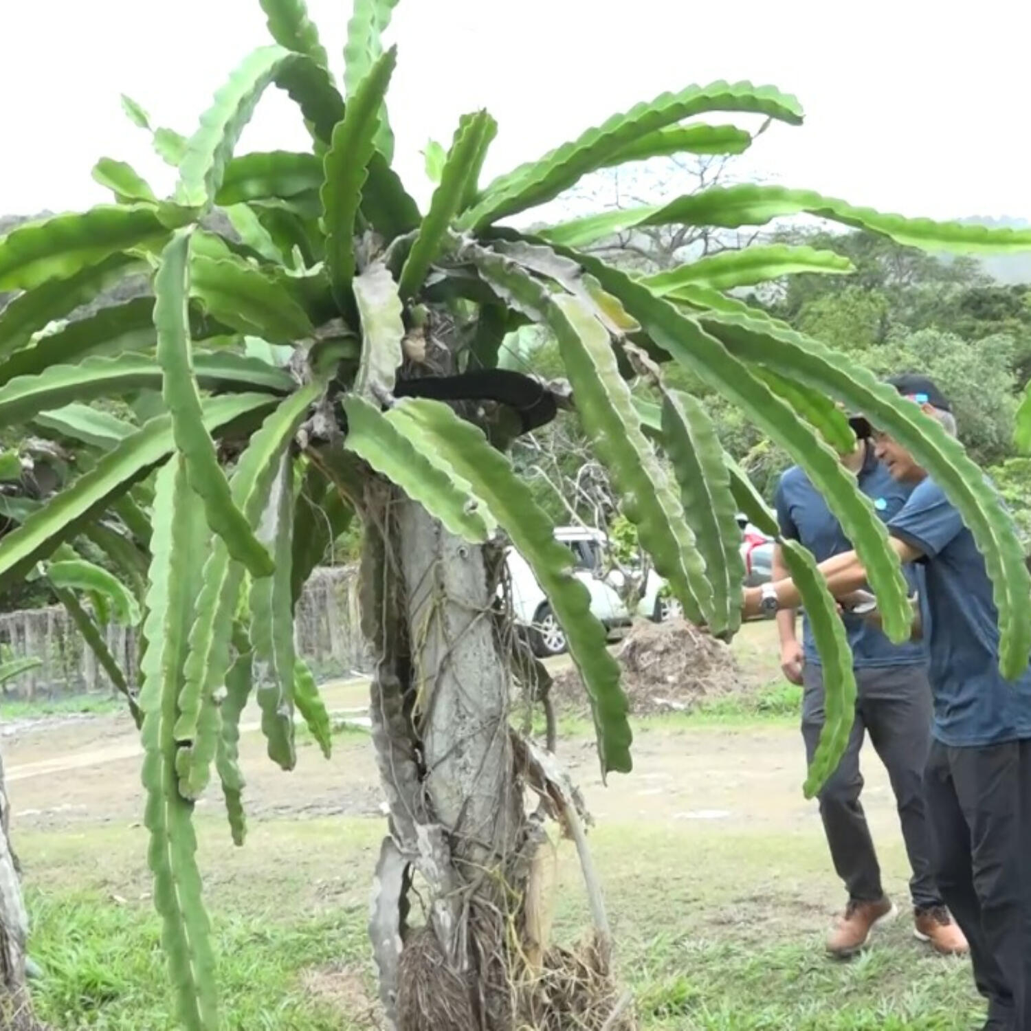 Taiwan Technical Mission hosts Dragon Fruit demonstration episode artwork