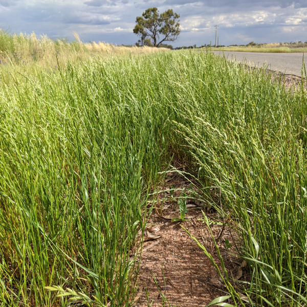 Glyphosate-Resistant Weeds artwork