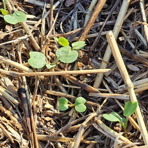 Top Agronomy Tips for Canola - Damian Jones, Research Manager IFN artwork