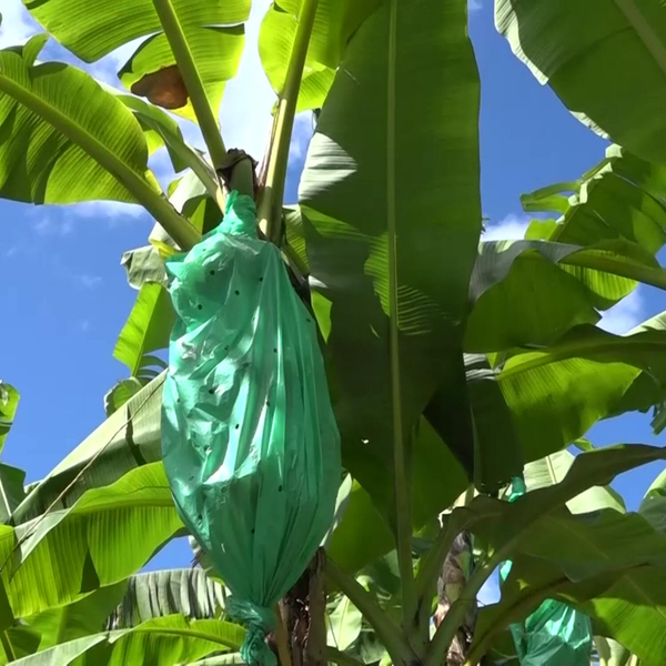 Tree Crop Study Unveiled Data Driven Solutions to Boost Saint Lucia's Agriculture artwork