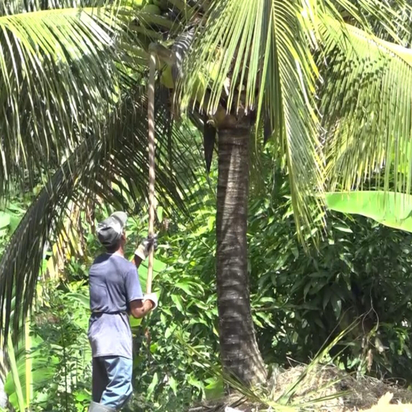 Ministry of Agriculture Welcomes Indonesian Delegation for Coconut Industry Feasibility Study artwork