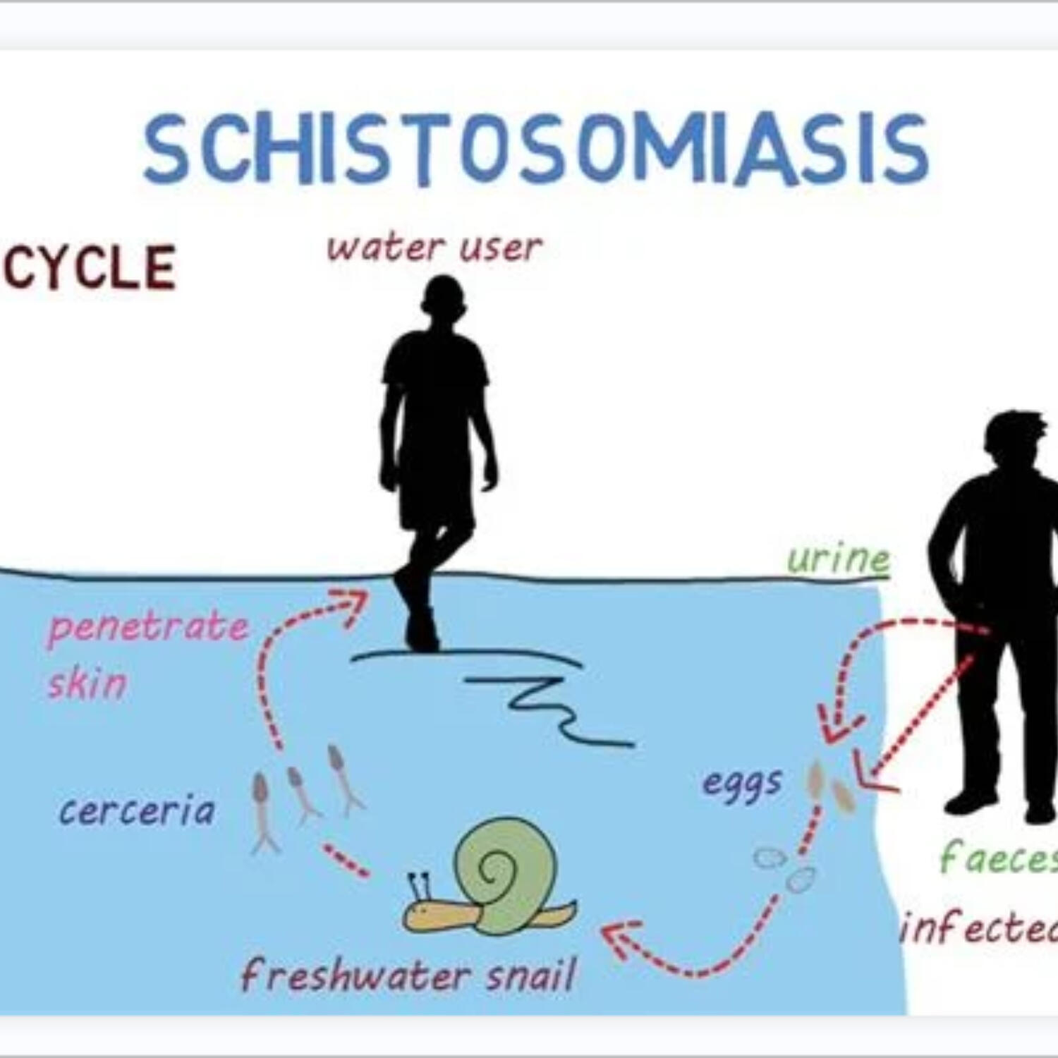 Ministry of Health launches national survey on Schistosomiasis elimination episode artwork