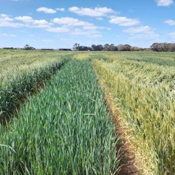 Flexible Farming Systems: Wheat artwork