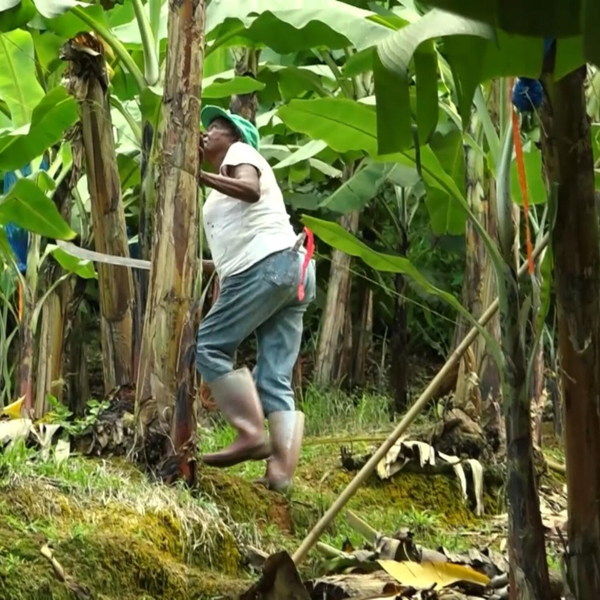 Ministry of Agriculture Launches Crop Insurance Programme to Safeguard Saint Lucia’s Farmers artwork