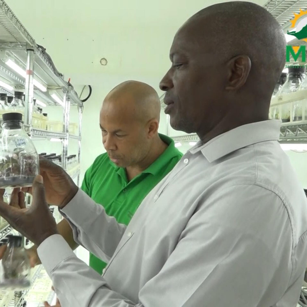 20 Yam Varieties are being introduced to Boost Food Security and Crop Diversity artwork