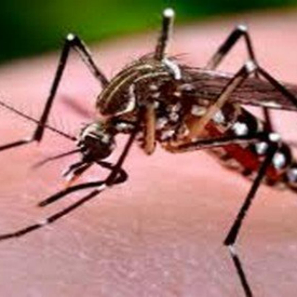 Vector Control PSA artwork