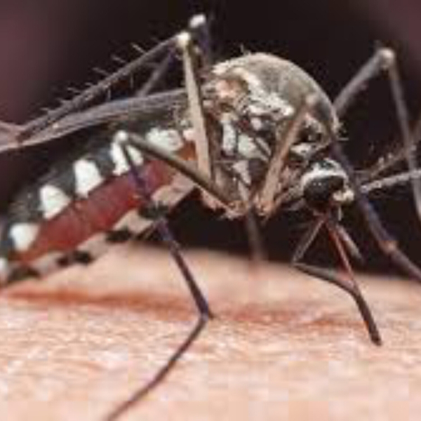 Mosquitoes Are KILLERS! (8-26-19) artwork