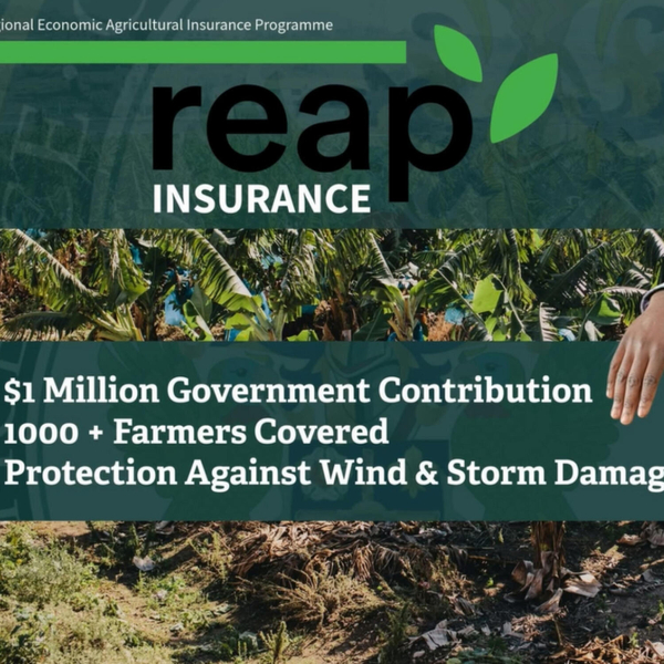 Hurricane Tips Farm Preparedness Preparedness ADVISORY #3 (2026) artwork