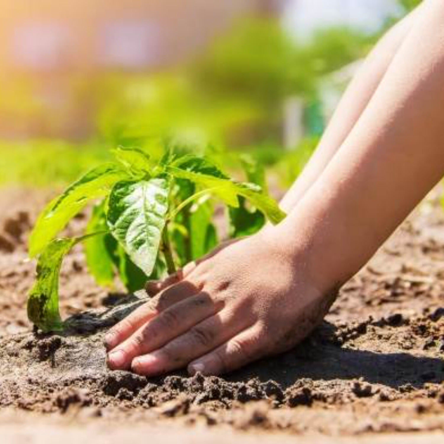 Podílet se na růstu Božího království