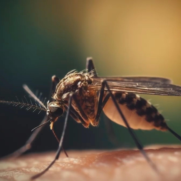 Ministry of Health confirms its First Case of Chikungunya Virus in Country since 2021 artwork