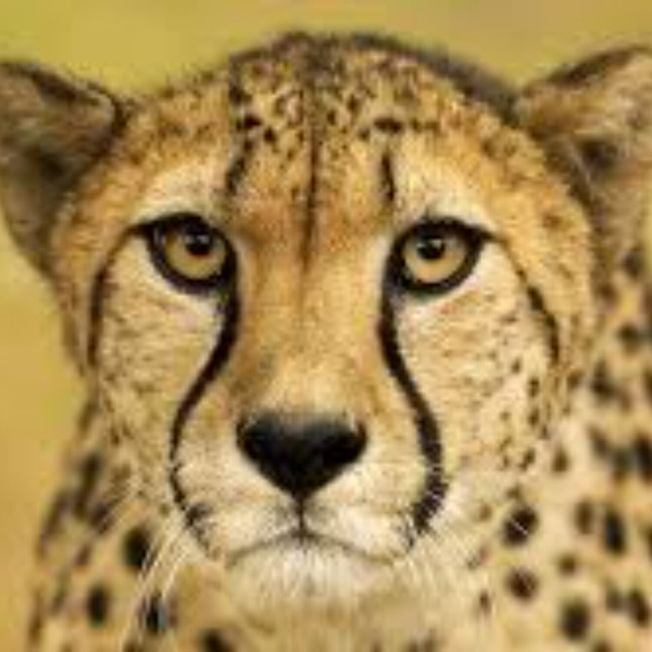 Want to Buy a Cheetah? (8-28-19)