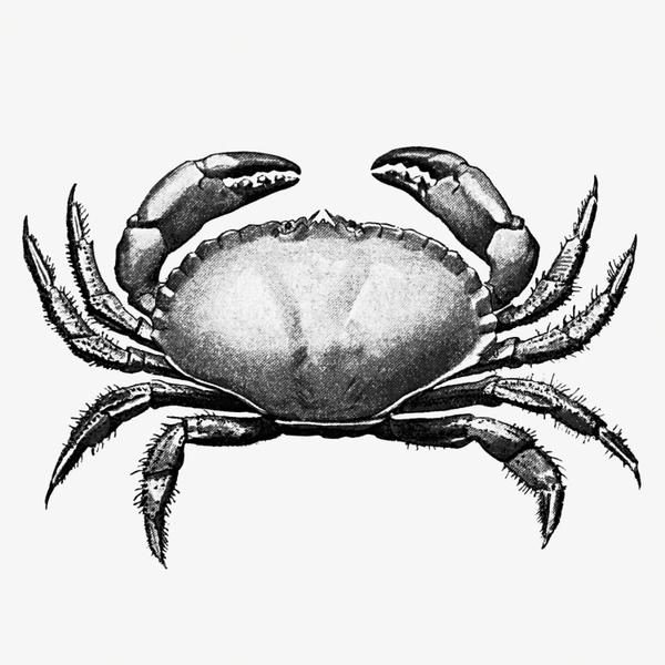 Mock Crab by Martin Nathan artwork