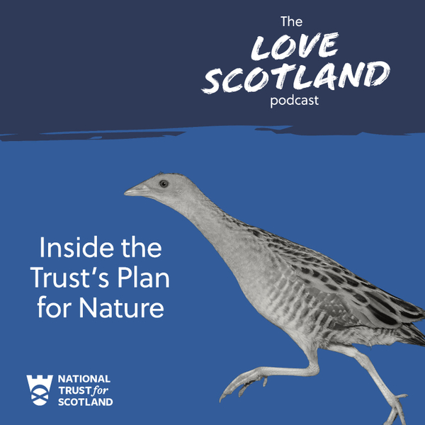Inside the Trust's Plan for Nature artwork