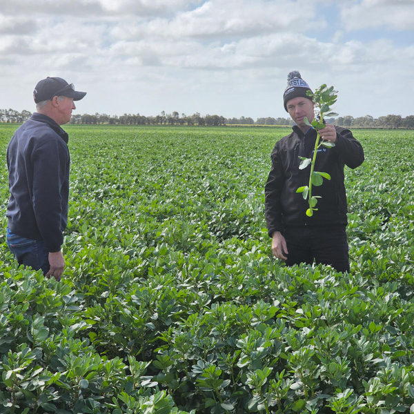 Flexible Farming Systems: Faba Beans artwork