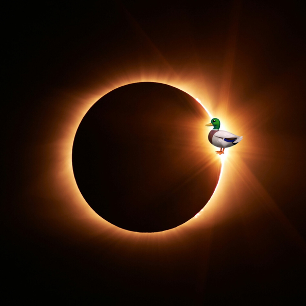 205: What on Earth do Ducks have to do with a Solar Eclipse? artwork