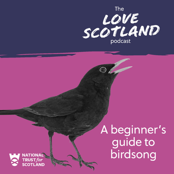 A beginner's guide to birdsong artwork