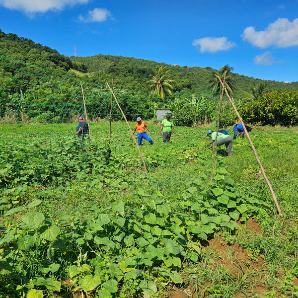 Farmer Field School on Cucumber Production artwork