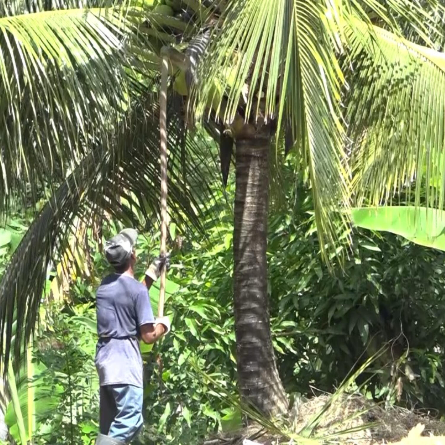 Ministry of Agriculture Welcomes Indonesian Delegation for Coconut Industry Feasibility Study episode artwork