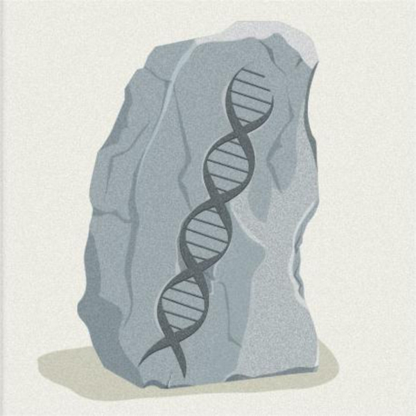 The Evidence for Evolution: Why Evolution Is True artwork