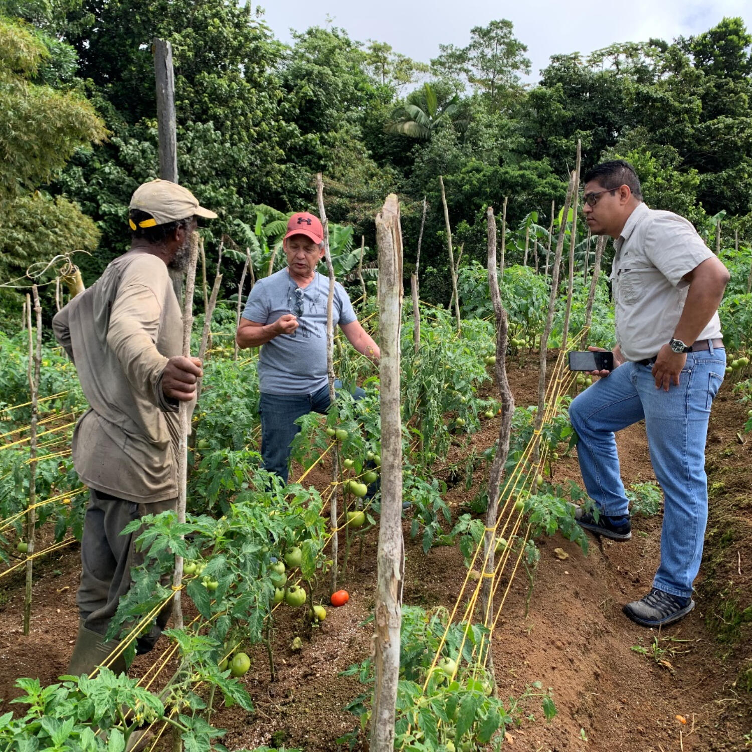 Saint Lucia Strengthens Sustainable Farming Through Biological Control Innovation