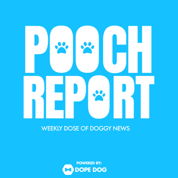 Pooch Report artwork