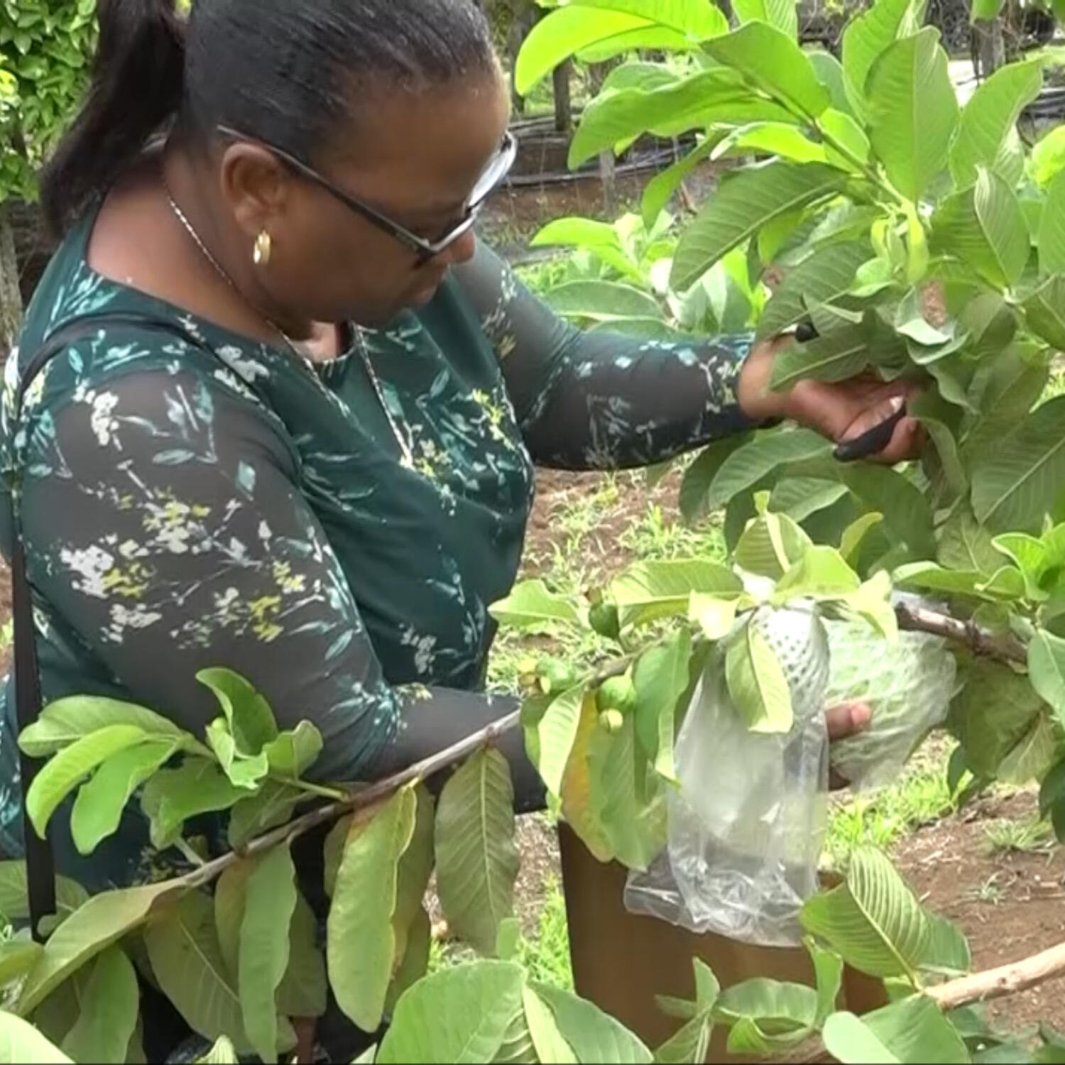 Dragon Fruit and Guava Varieties Harvested Under Seven Crops Project episode artwork