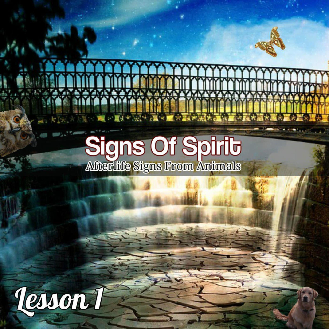 Signs Of Spirit - Animal Signs