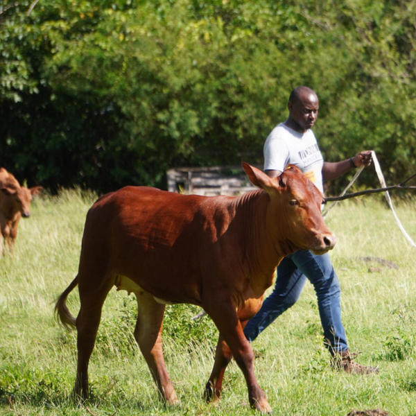 The Ministry of Agriculture Moves to Relocate Cattle from Choc Bay to Improve Public Safety artwork