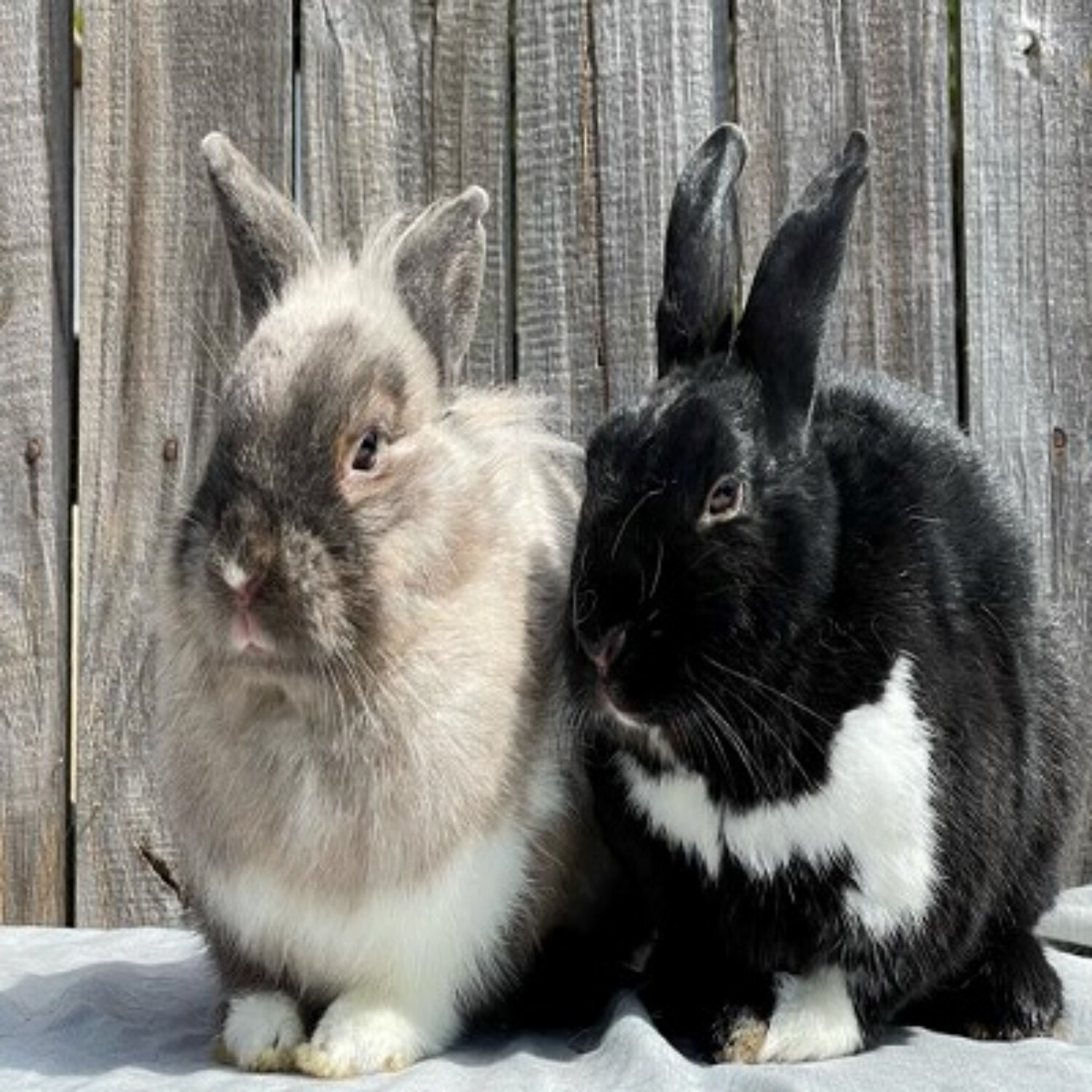 LET\'S TALK PETS - PATTY GIARRUSSO