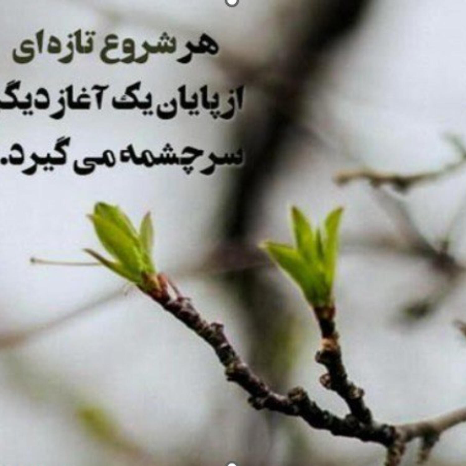 1115- شروع دوباره