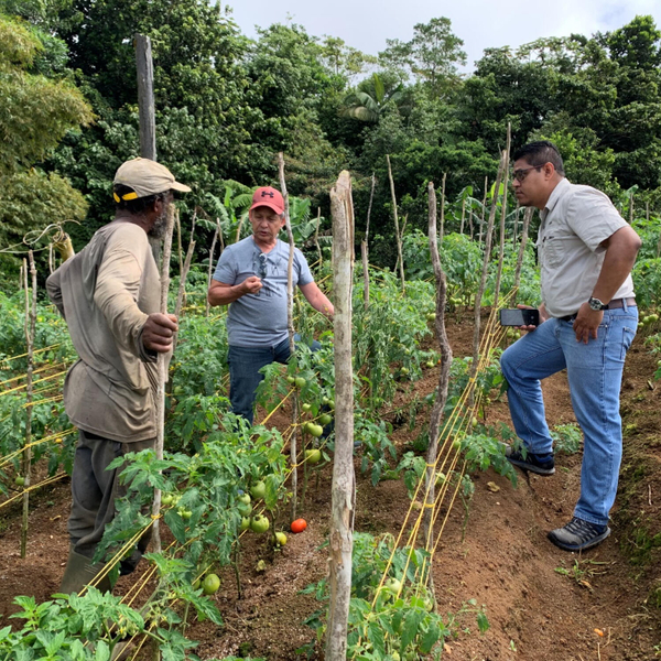 Saint Lucia Strengthens Sustainable Farming Through Biological Control Innovation artwork