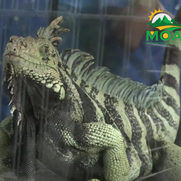 World Wildlife Day artwork