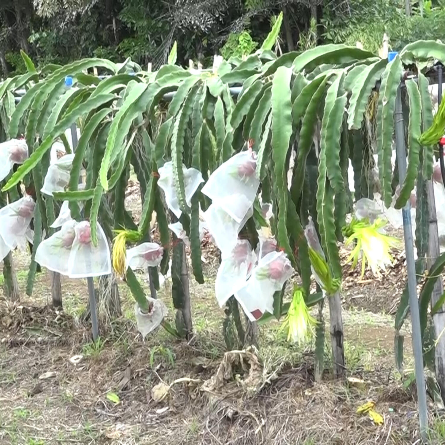 Taiwan Technical Mission and Department of Agriculture advance food security with Dragon Fruit and Guava harvest episode artwork