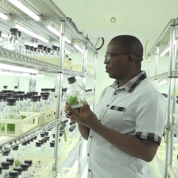 Farmers Now More Equipped to Drive Yam Production Through New Tissue Culture Training artwork