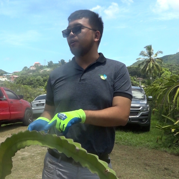 Dragon Fruit Training and Cultivation Workshop artwork