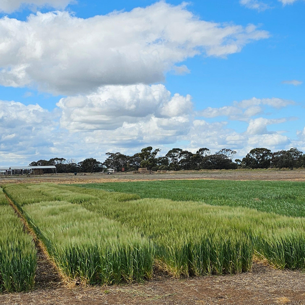 Flexible Farming Systems: Barley artwork