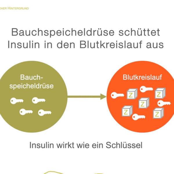 Wie funktioniert der Blutzuckerstoffwechsel? artwork