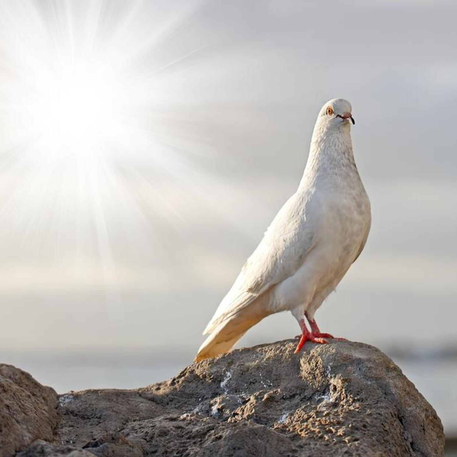 Být obezřetným a bezelstným