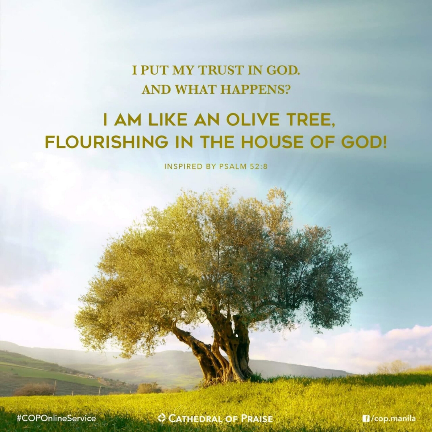 psalm-52-8-i-am-like-an-olive-tree-flourishing-in-the-house-of-god