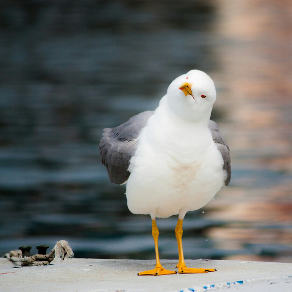 208: Going Back to the Future with Seagulls, Coffee and Pie artwork