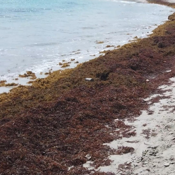 SARGASSUM ACCUMULATION ALONG SAINT LUCIA’S COASTLINE artwork