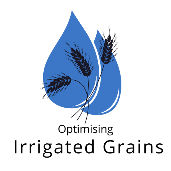 Optimising Irrigated Grains, Maize Marketing - Adam Robinson artwork